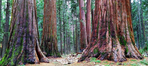 Sequoia redwoods