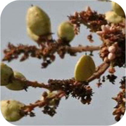 Boswellia serrata extract