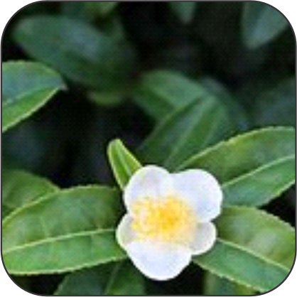 Camellia sinensis (Green Tea)