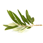 Olive Leaf extract 20