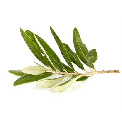 Olive Leaf extract (20%)
