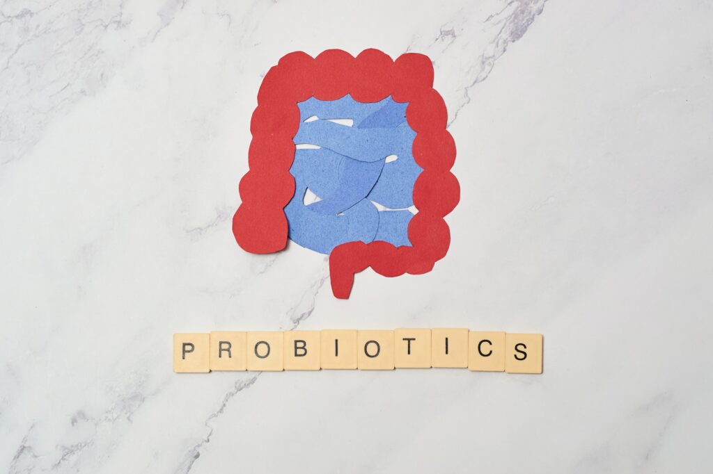 Human intestine, probiotic concept and better digestion.