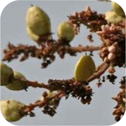 Boswellia-serrata-extract.png