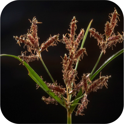 Cyperus-rotundus.png