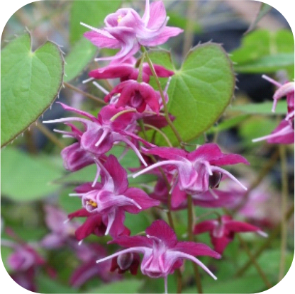 Epimedium-Horny-Goat-Weet-Isarin.png