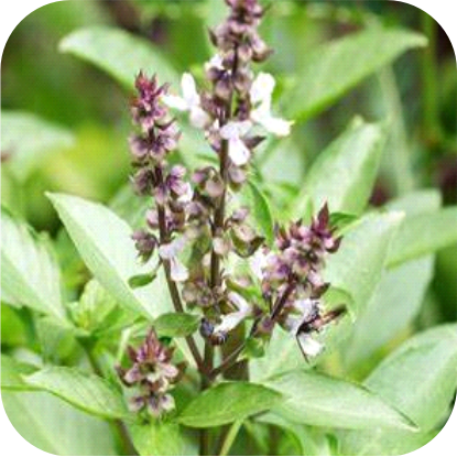 Holy-Basil-Tulsi.png