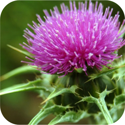 Milk-Thistle.png