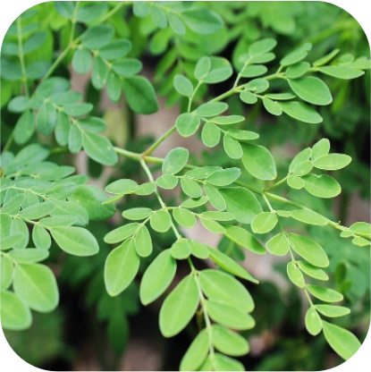 Moringa.png