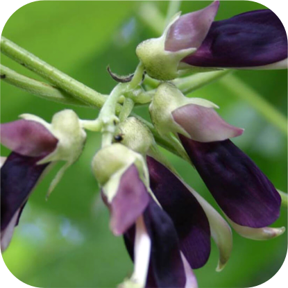 Mucuna-Pruriens-Extract-MucunAmine.png