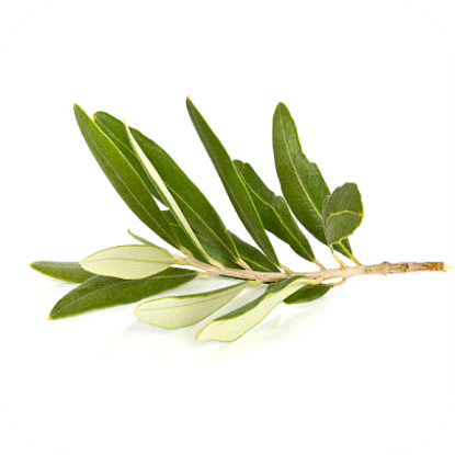 Olive-Leaf-extract-20.png